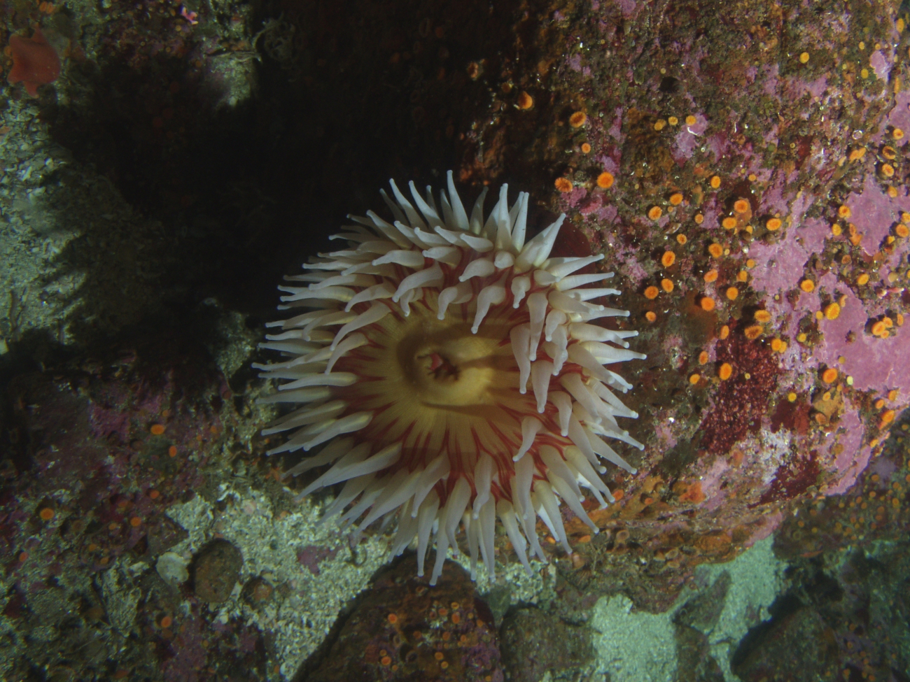 Fish eating anemone (Urticina piscivora on boulder in rocky habitat