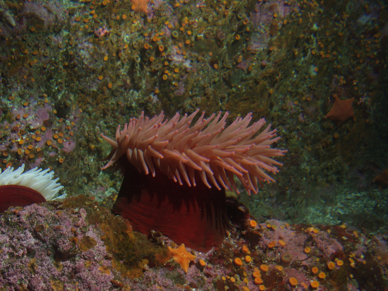 Fish eating anemone (Urticina piscivora) on boulder in rocky habitat