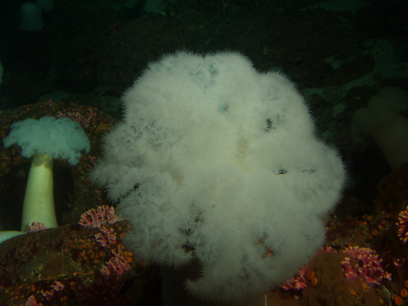 White plumed sea anemone (Metridium giganteum) up close at 30 meters depth