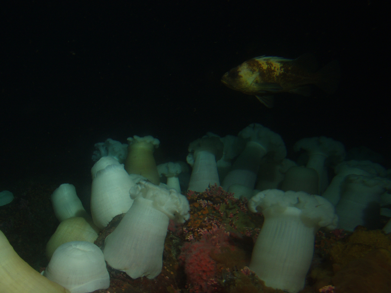 Quillback rockfish (Sebastes maliger) abovewhite plumed sea anemones (Metridium giganteum) at 30 meters depth