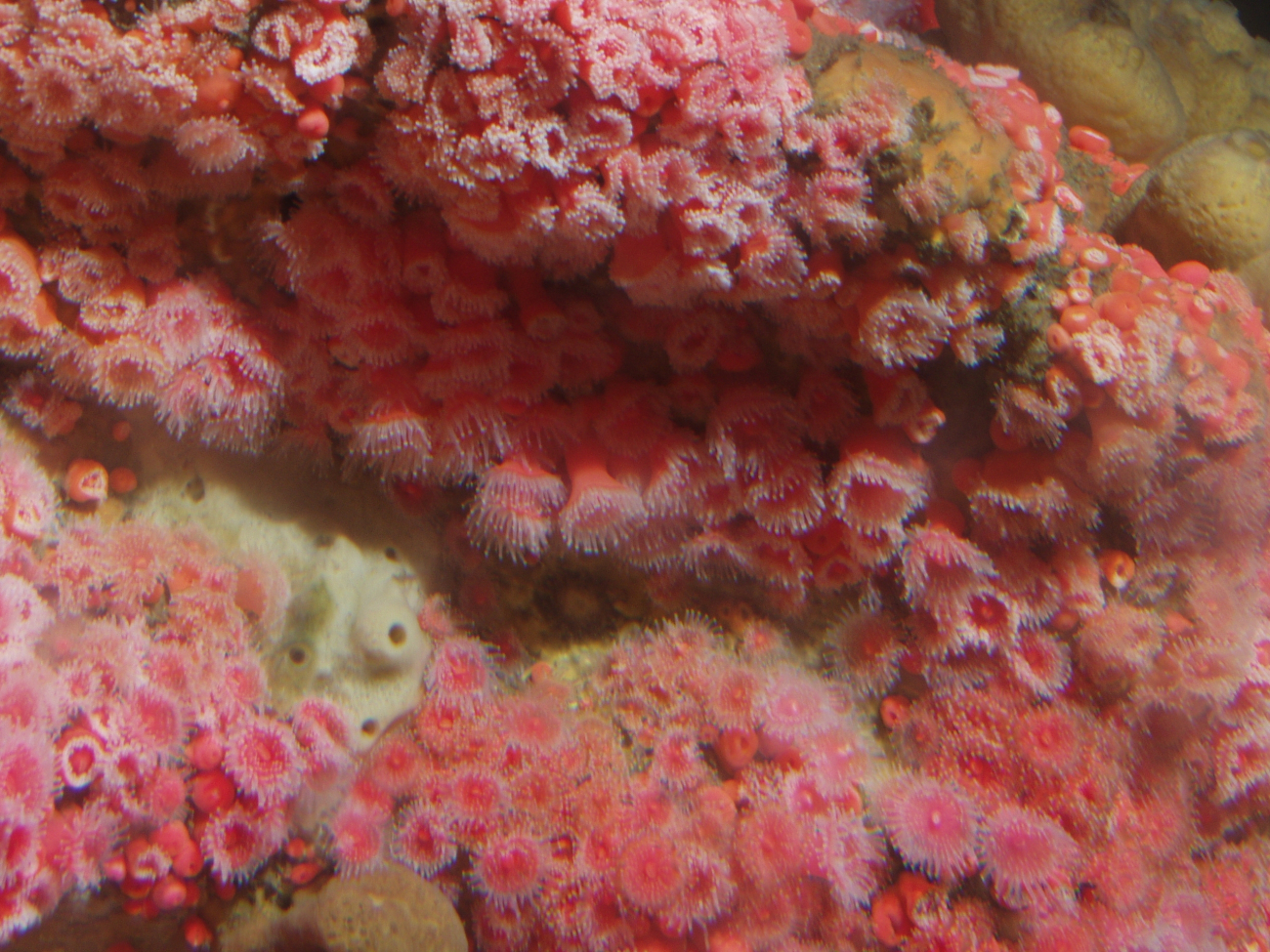 Strawberry anemones (Corynactis californica)74 meters depth