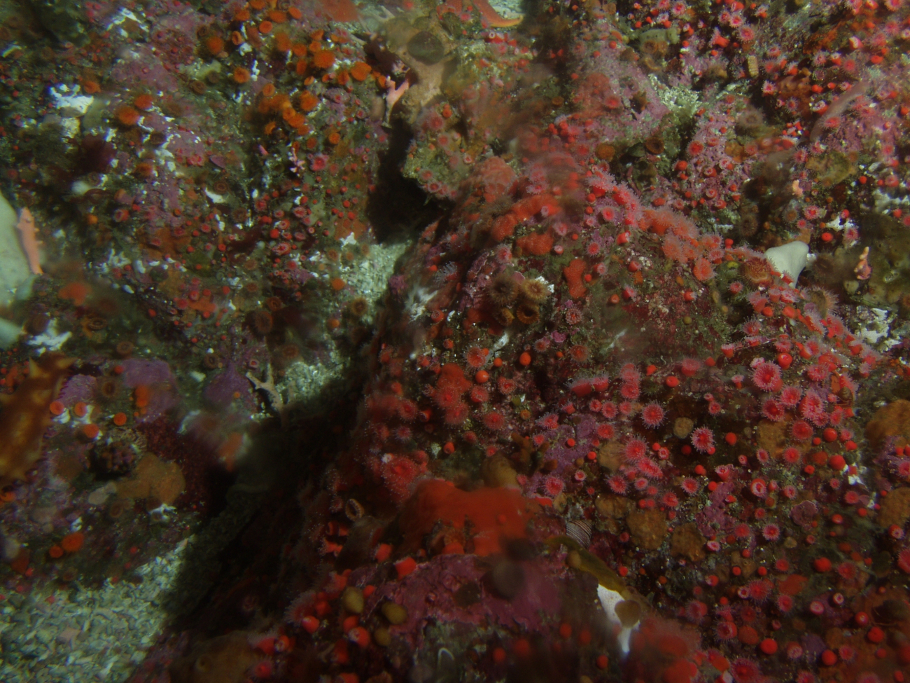 Orange cup coral and sponges on boulder in rocky reef habitat
