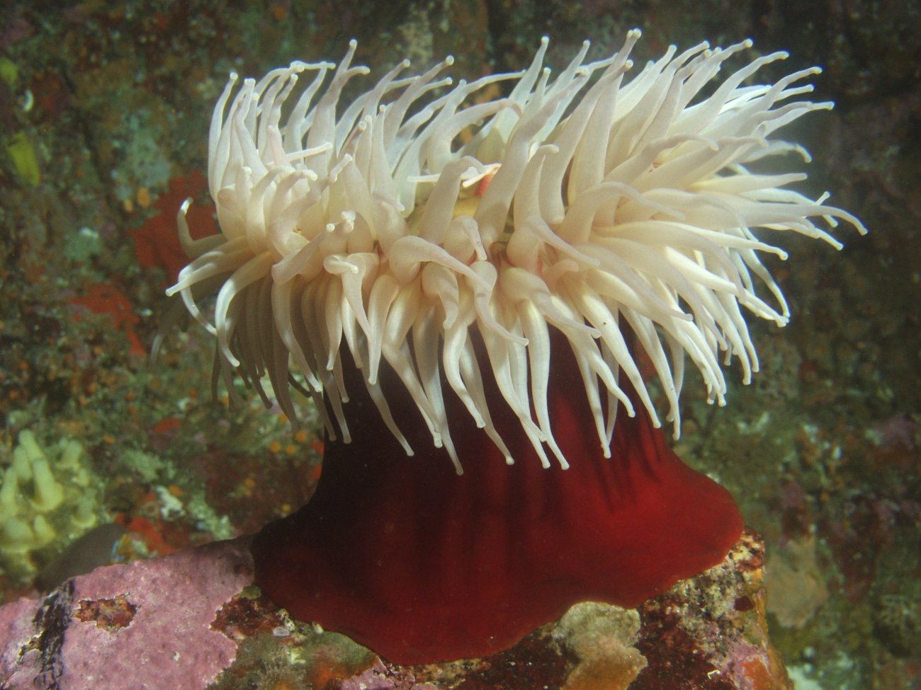 Fish eating sea anemone (Urticina piscivora) on boulder in rocky habitatat 31 meters depth