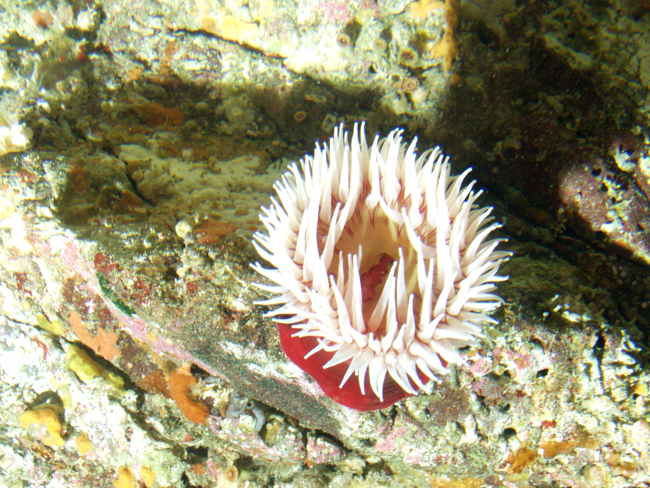 Fish eating sea anemone (Urticina piscivora) on boulder in rocky habitatat 64 meters depth