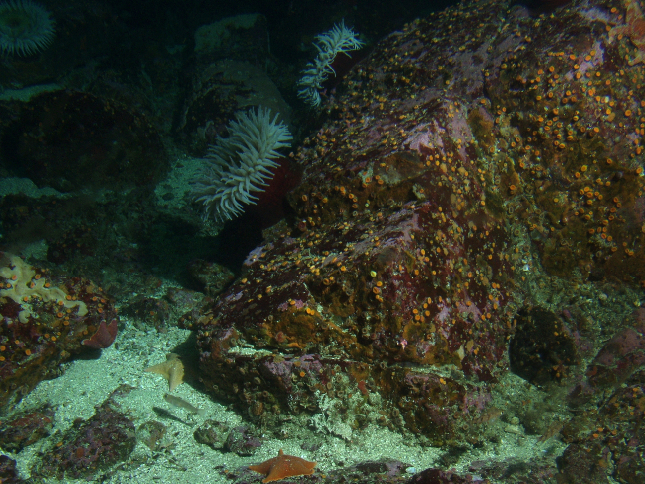 Fish eating sea anemone (Urticina piscivora) on boulder in rocky habitat