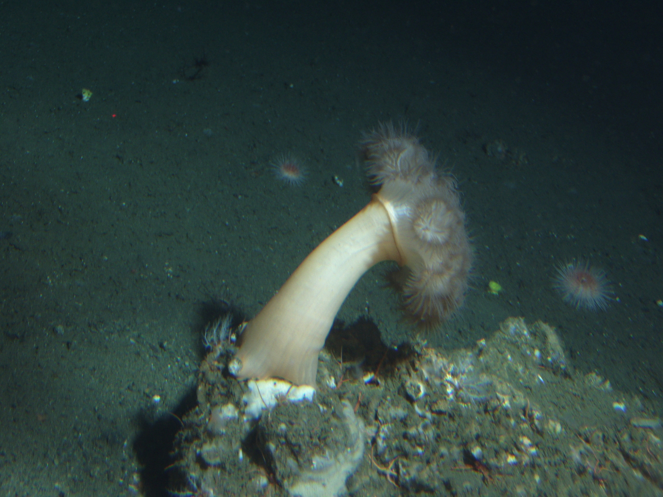 Sea anemone (Metridium senile) close up on boulder in soft bottom habitat at175 meters depth