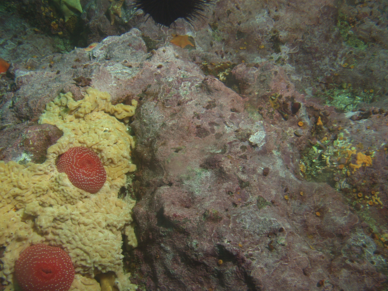 Unidentifed sea anemones and tunicatesat 25 meters depth