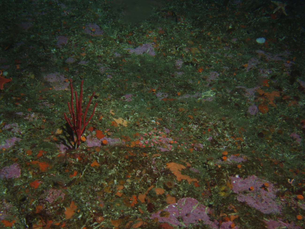 Gorgonian coral (Lophogorgia sp
