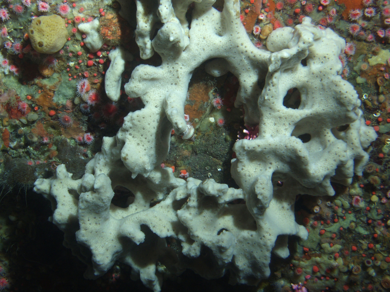 White Sponge (Ircinia campana) up close in reef habitatat 90 meters depth
