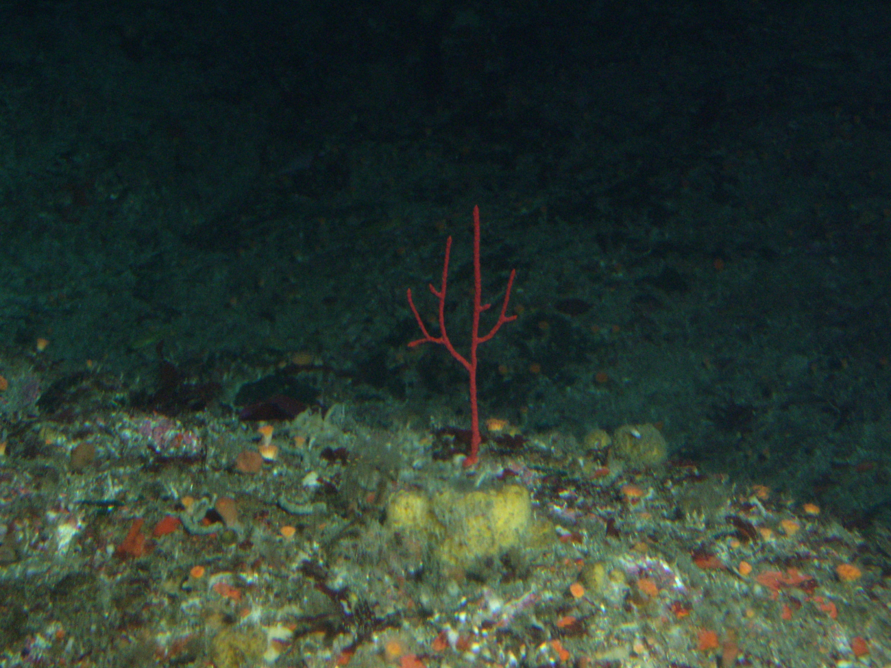 Red Gorgonian (Lophogorgia sp
