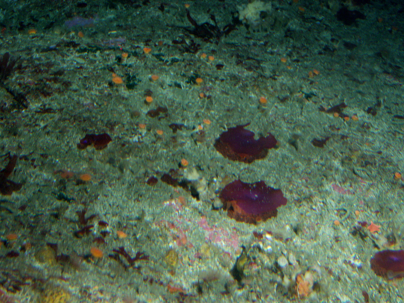 Red Algae (Maripelta rotata) and invertebrate covering on rocky reefat 65 meters depth
