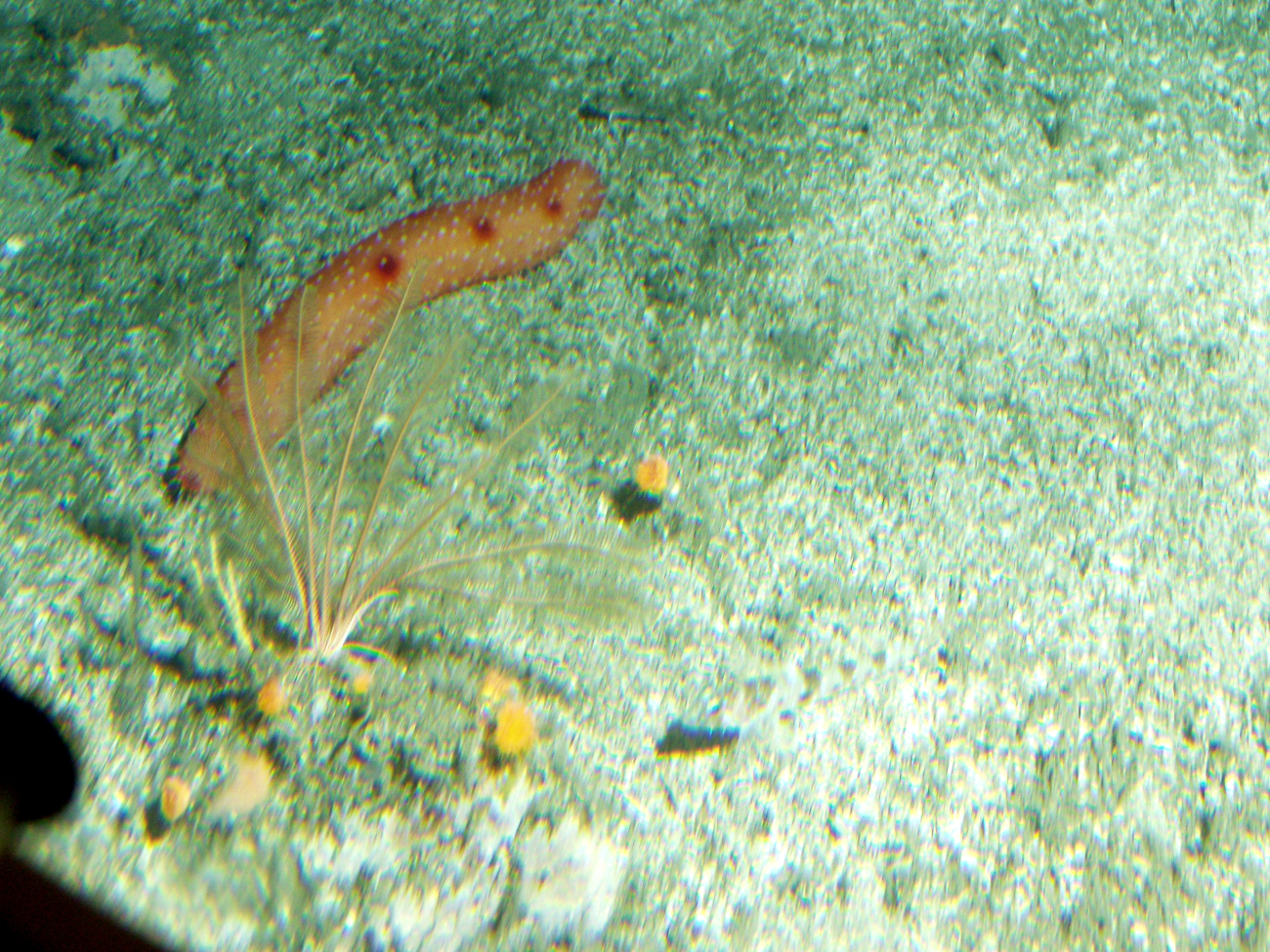 California sea cucumber (Parastichopus californicus) close up inrocky reef habitat at 35 meters depth