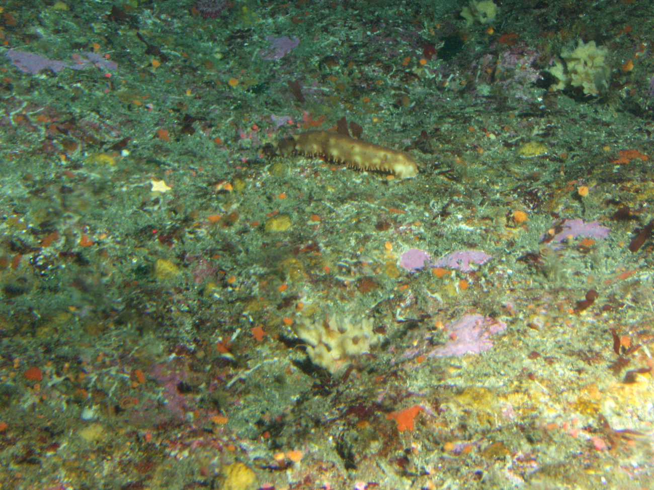 California Sea Cucumber (Parastichopus californicus) and invertebrates inrocky reef habitat at 65 meters depth