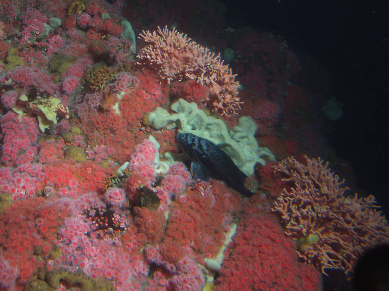 Blue rockfish (Sebastes mystinus) among invertebrates on densely coveredrocky reef with foliose sponges, strawberry anemones and hydrocoralat 50 meters