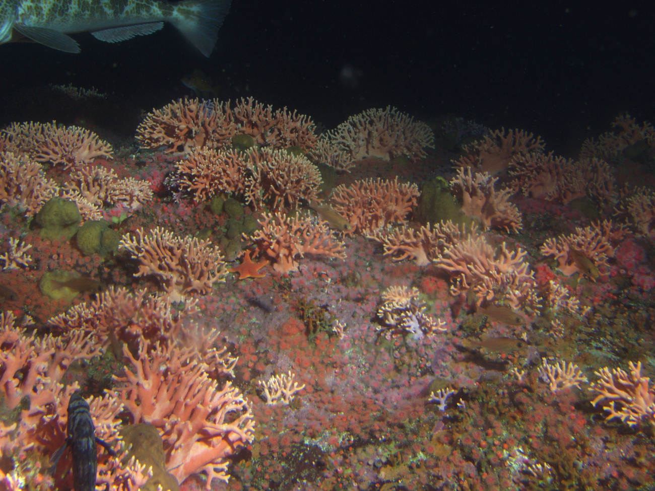 Dense hydrocoral (Stylaster californicus) and invertebrate cover in rockyreef habitat at 50 meters