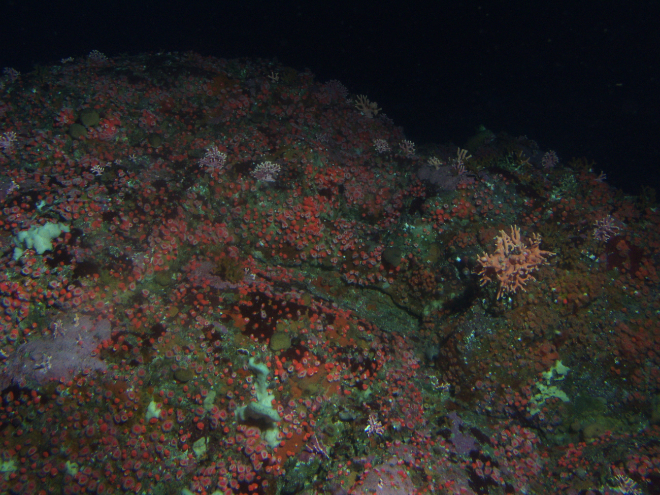 Invertebrates in rocky reef habitatat 90 meters depth