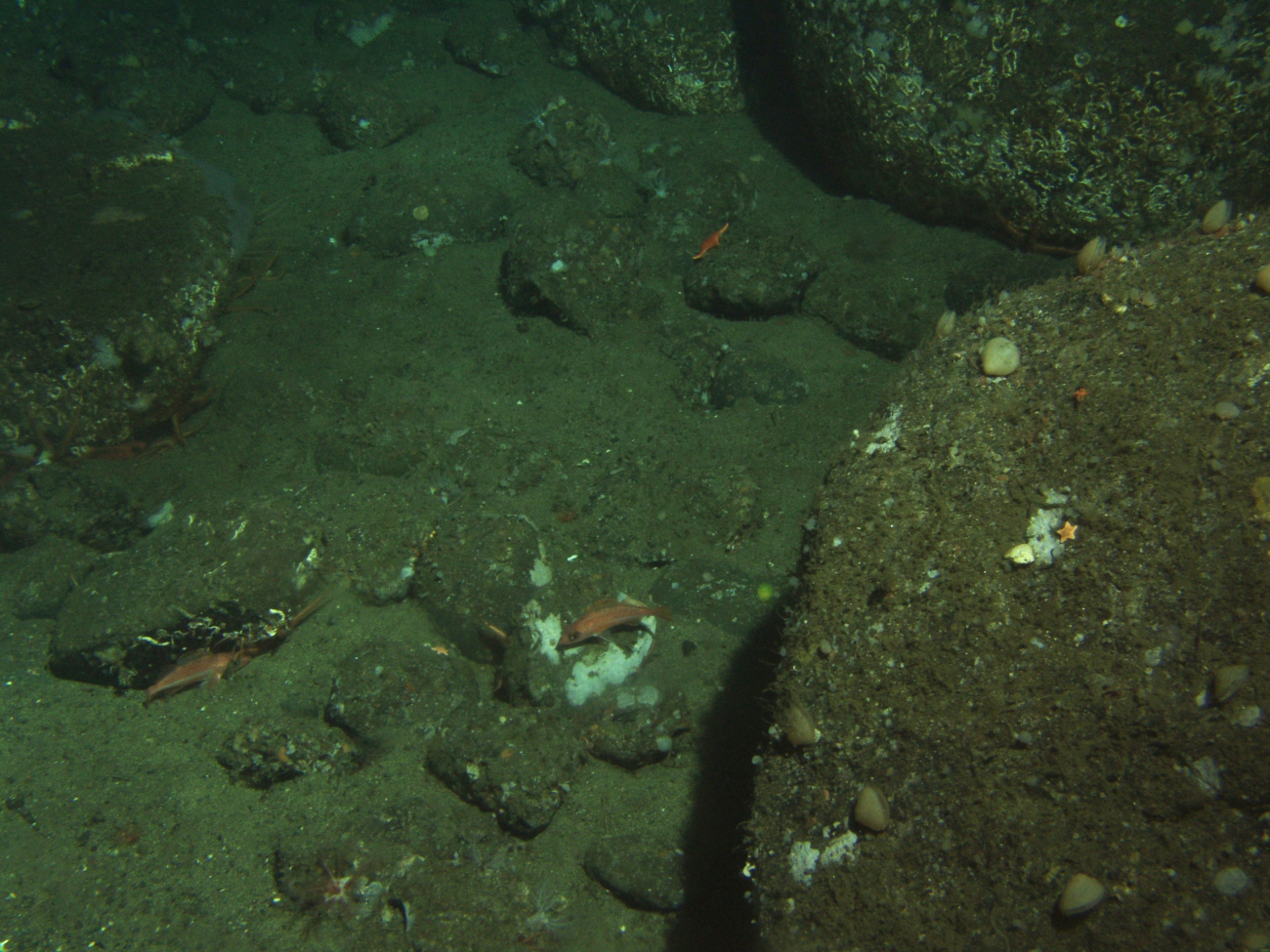 Juvenile rockfish among boulders and sand at 130 meters depth