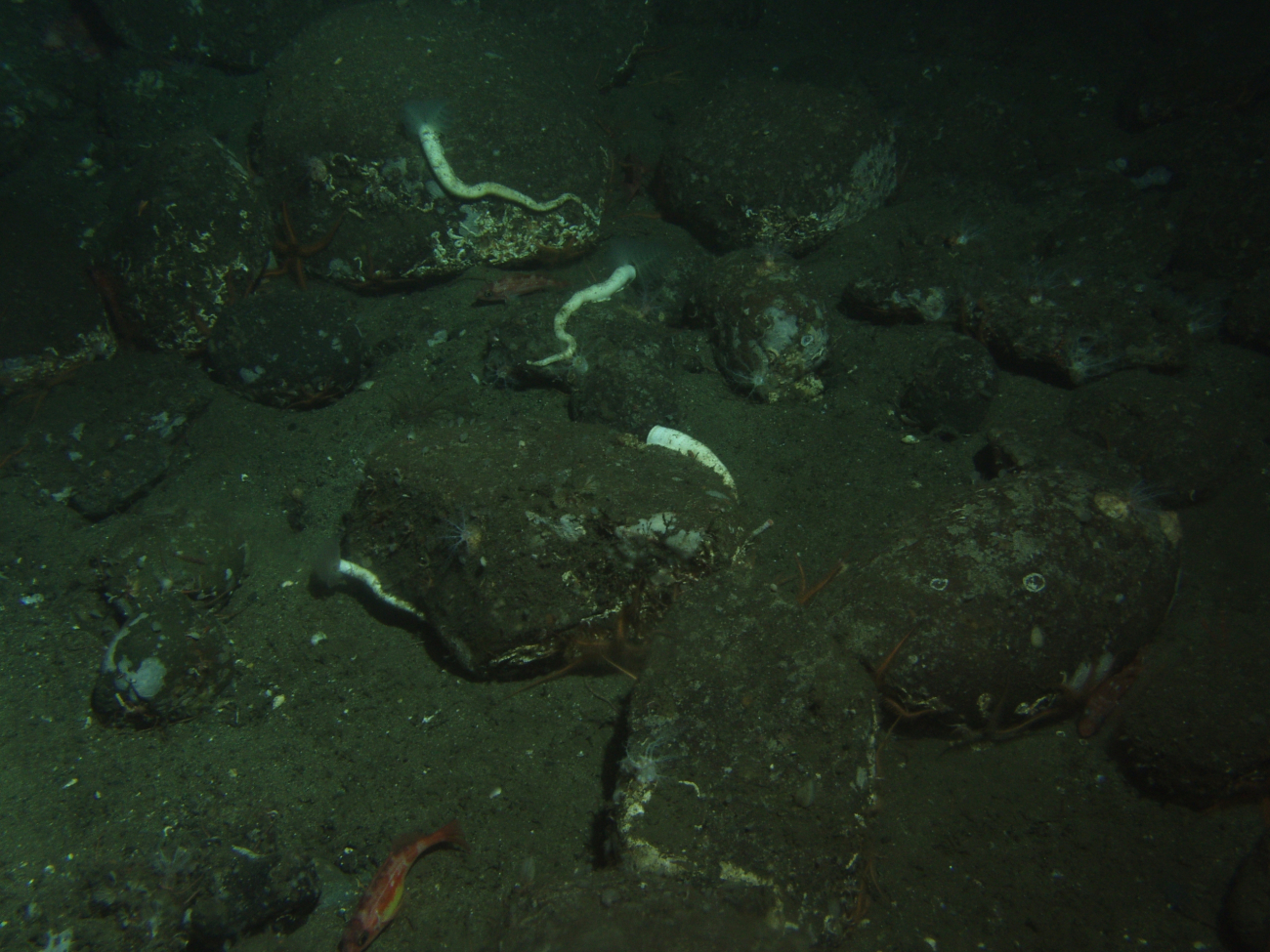 Cobble habitat with tube worms (Phragmatopoma californica) and pygmy rockfish(Sebastes wilsoni) at 130 meters depth