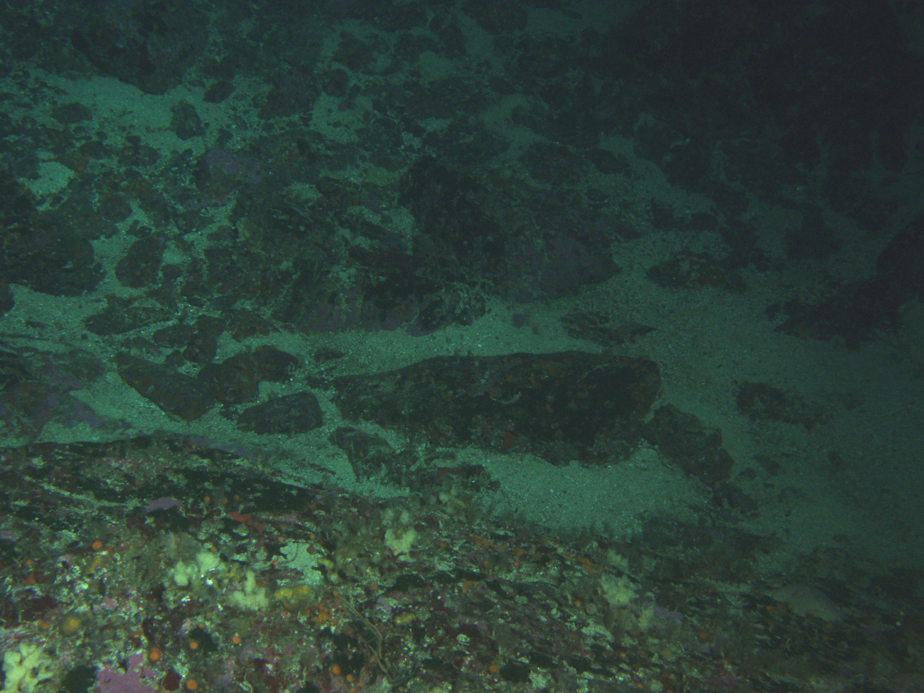 Sand patches within rocky boulder habitat at 57 meters depthLatitude 37 59 N