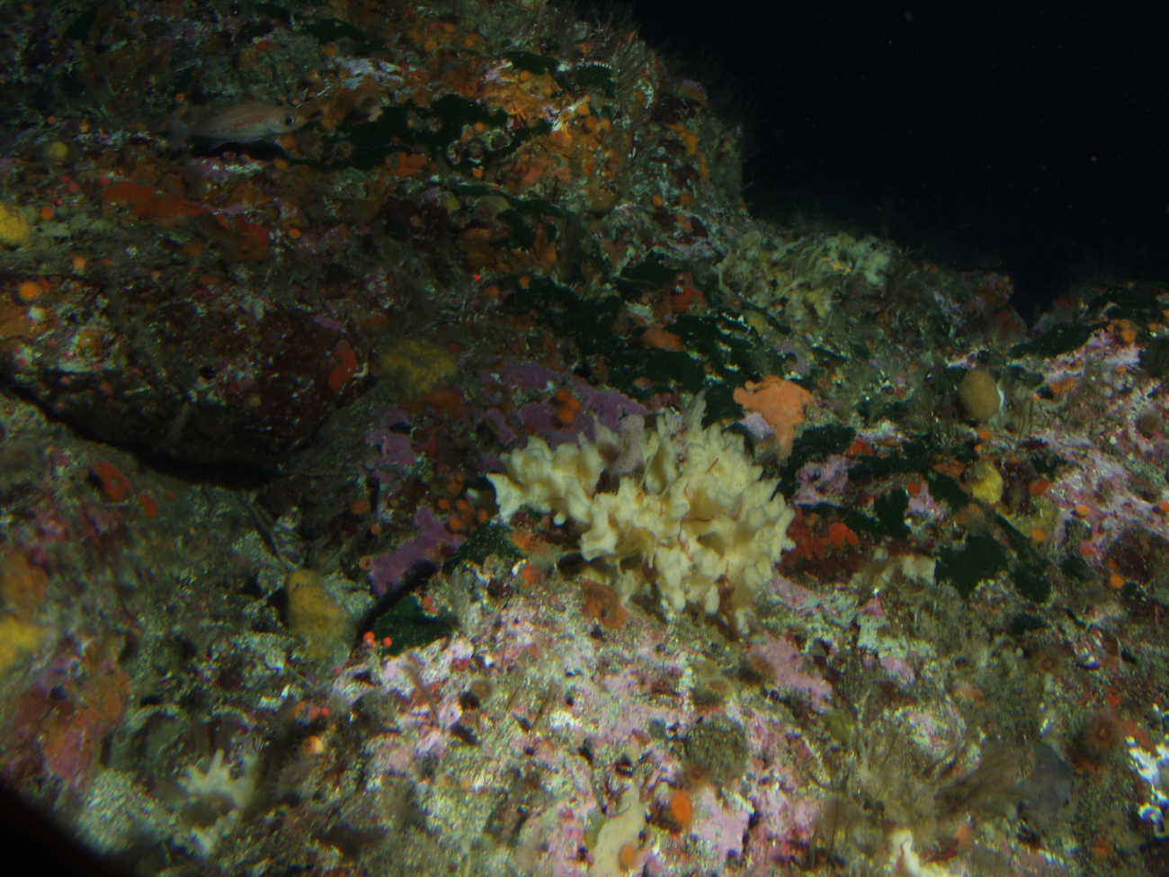 Yellow foliose sponge and pygmy rockfish (Sebastes wilsoni) on rocky reef,and unidentified green algae at 57 meters depth