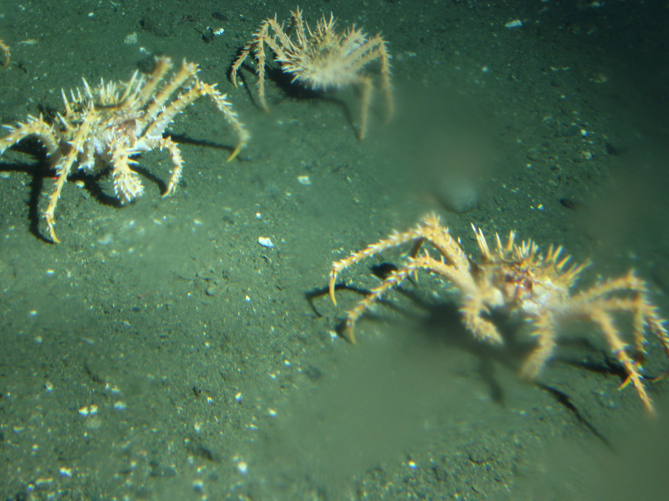 Spider Crabs (Loxorhynchus crispatus) in soft bottom habitatat 302 meters