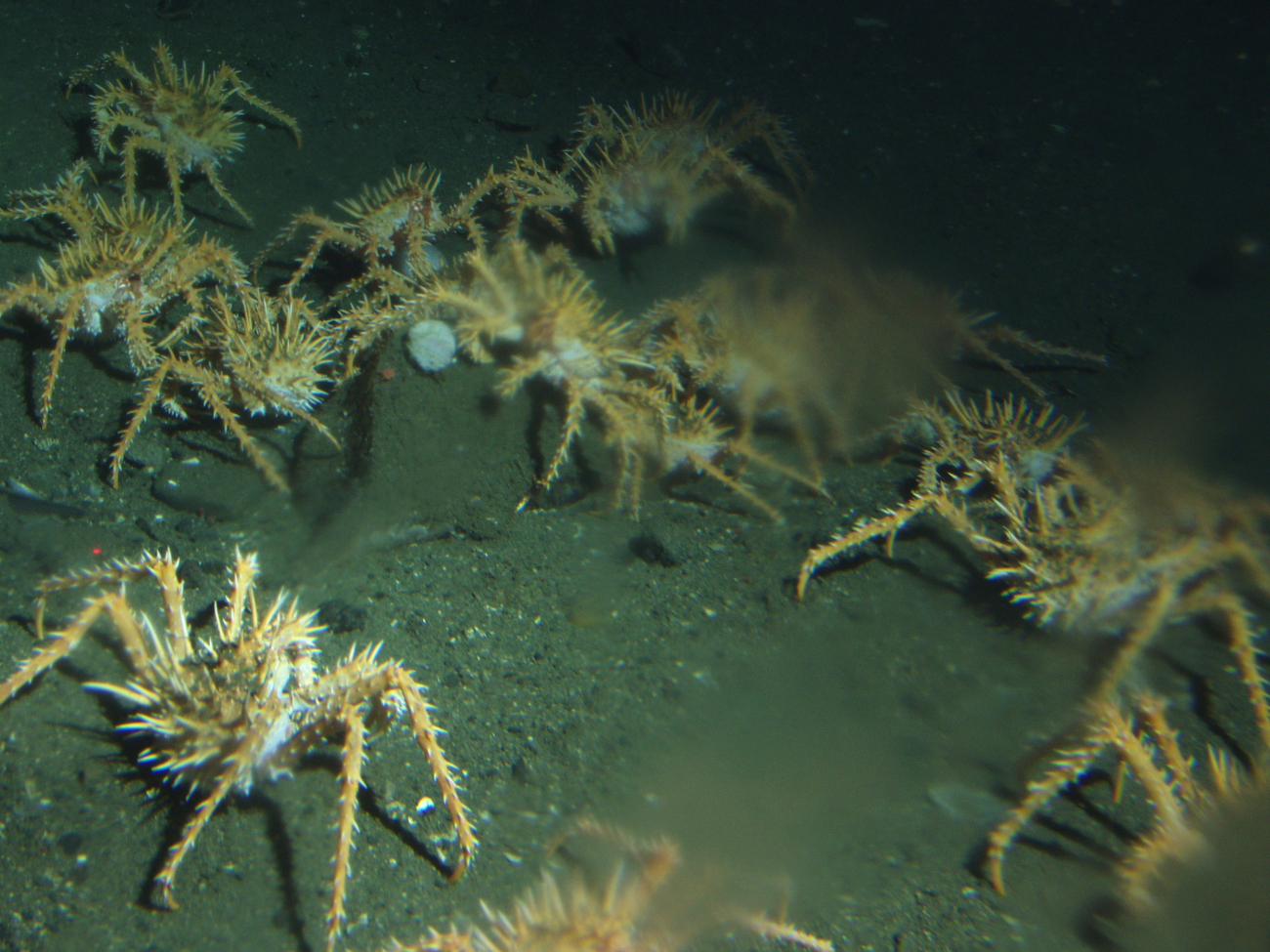 Spider Crabs (Loxorhynchus crispatus) in soft bottom habitatat 302 meters
