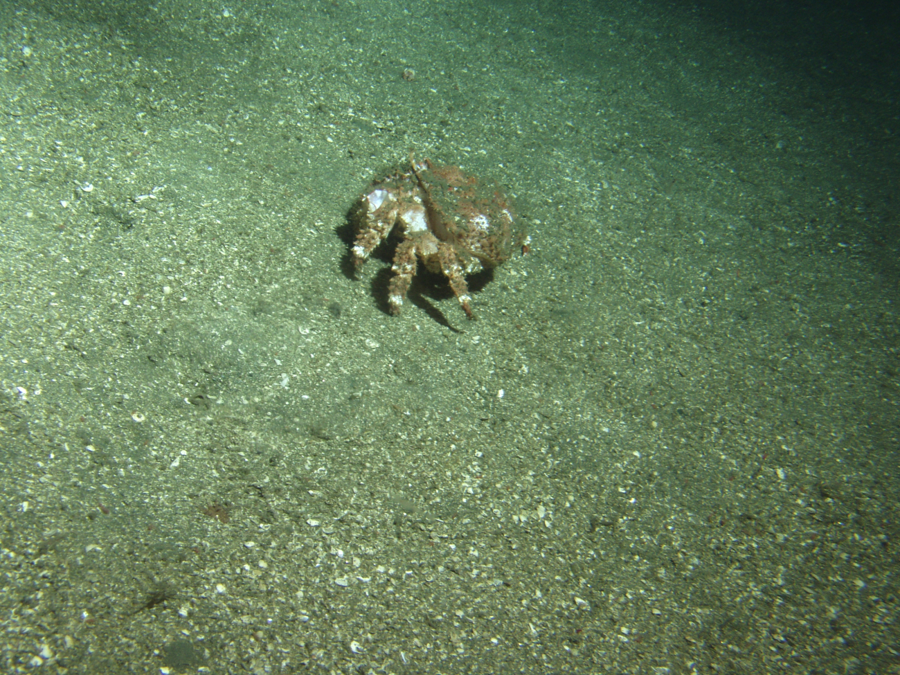 Box crab (Lopholithodes foraminatus) on soft bottom habitatat 302 meters
