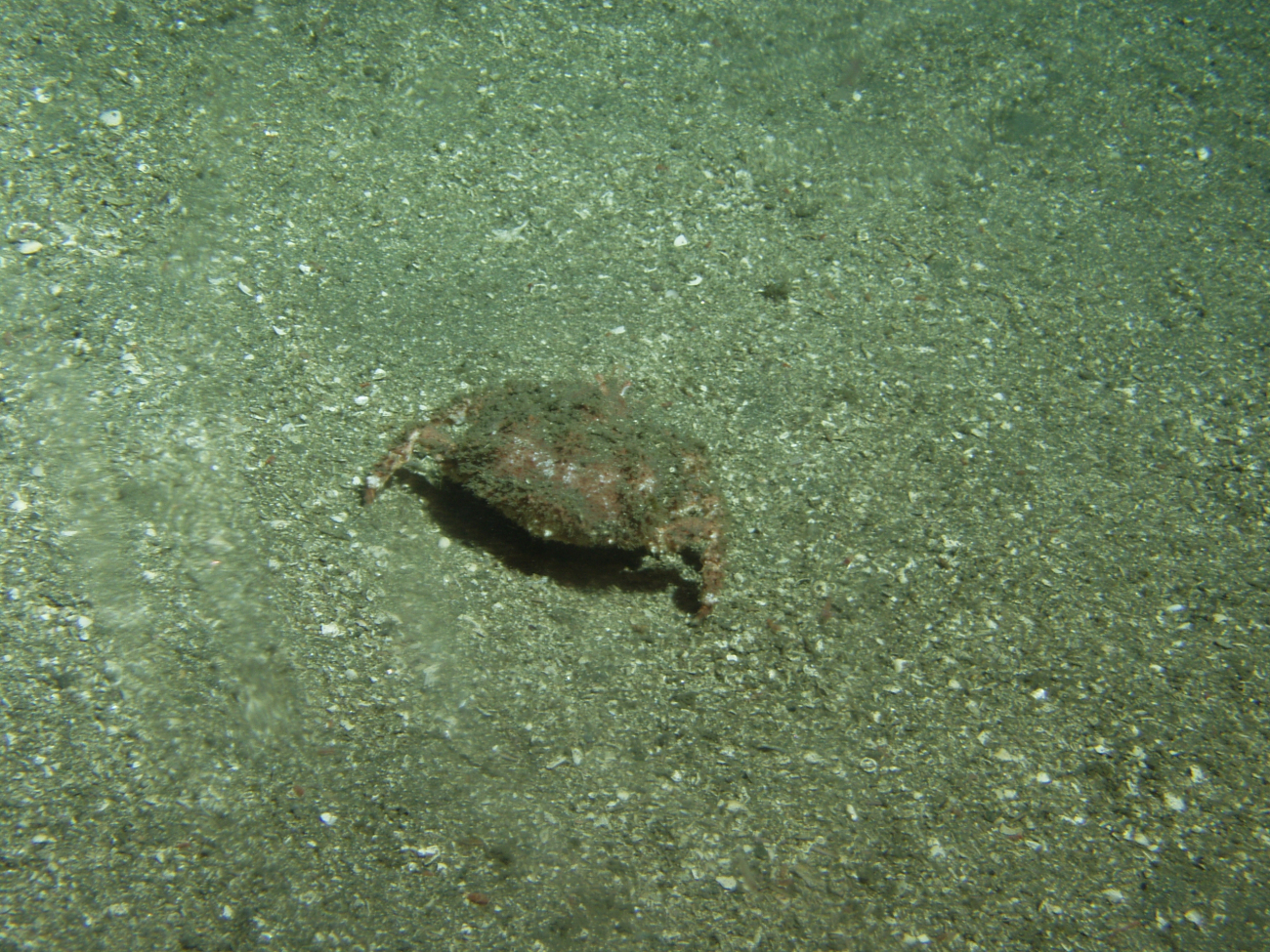 Box crab (Lopholithodes foraminatus) on soft bottom habitatat 302 meters