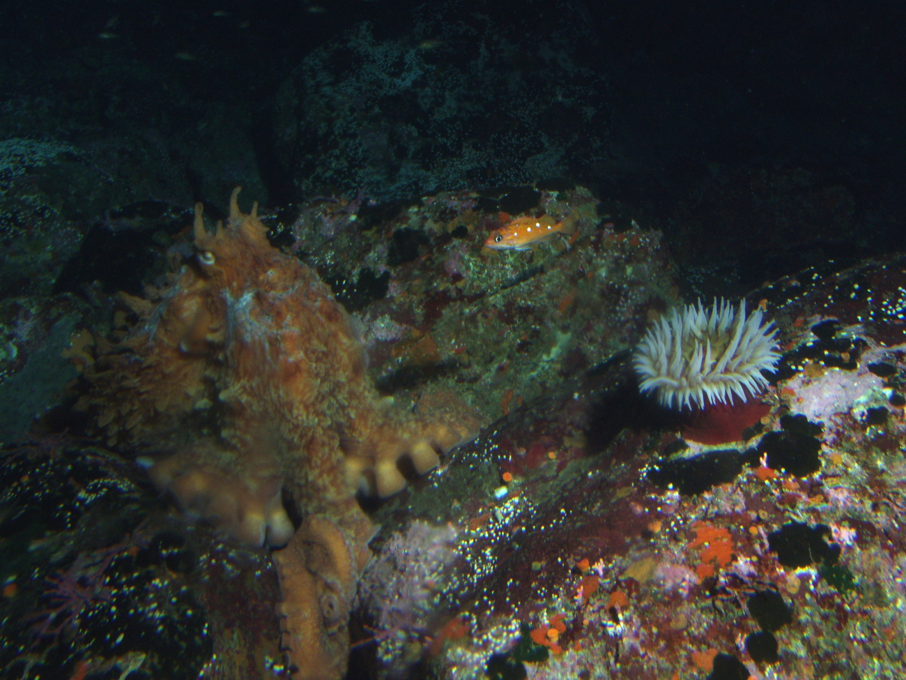 Giant Pacific Octopus (Octopus dofleini), rosy rockfish (Sebastes rosaceus),and anemone in boulder habitatat 90 meters depth