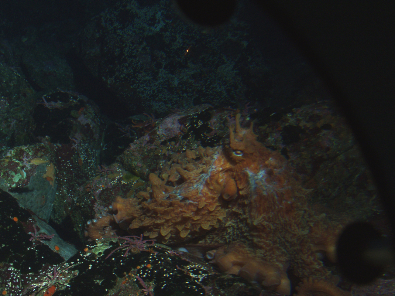 Giant Pacific Octopus (Octopus dofleini) in boulder habitatat 90 meters depth