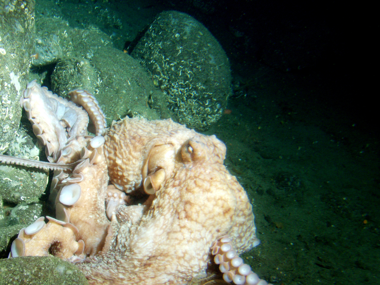 Giant pacific octopus (Octopus dofleini)  on boulder habitatat 115 meters depth