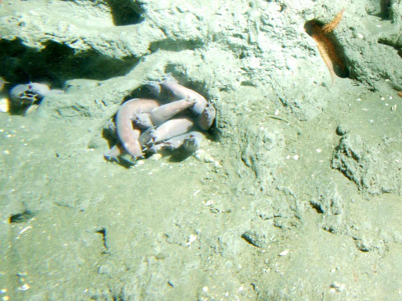 Pacific hagfish (Eptatretus stoutii) in a holeat 150 meters depth