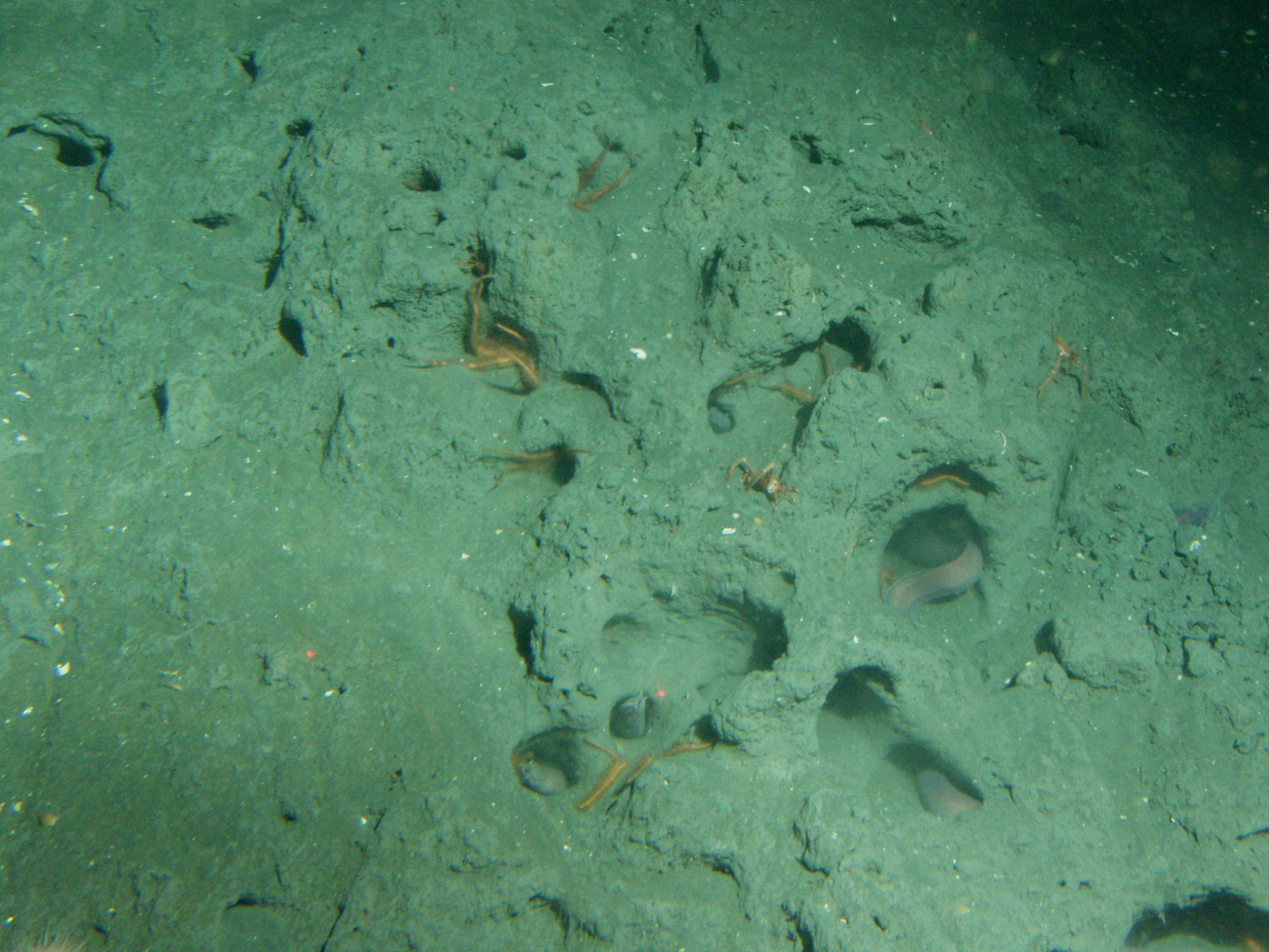 Pacific hagfish (Eptatretus stoutii) and brittle stars in holesat 150 meters depth