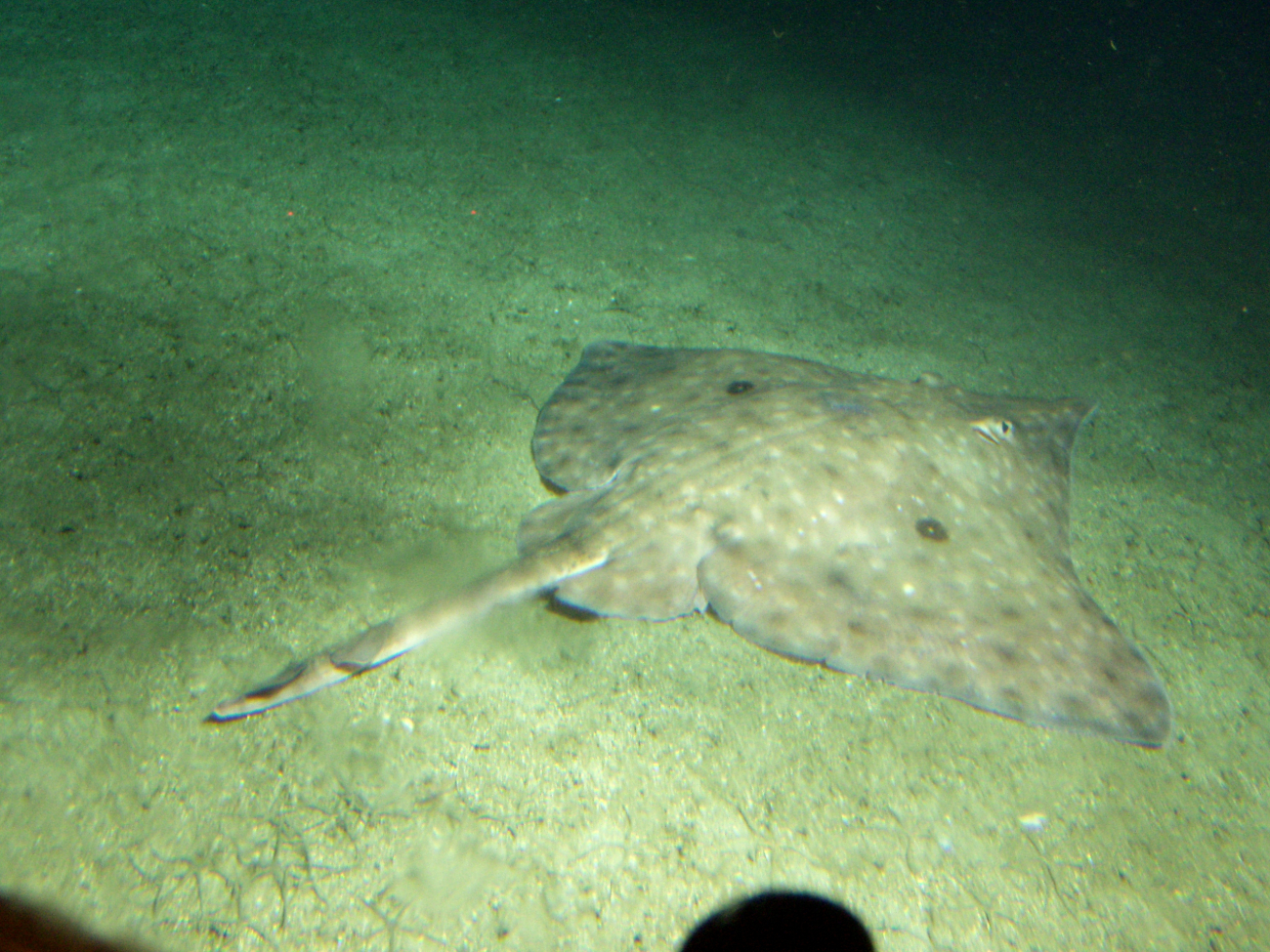 Long nose skate in soft bottom habitatat 116 meters depth