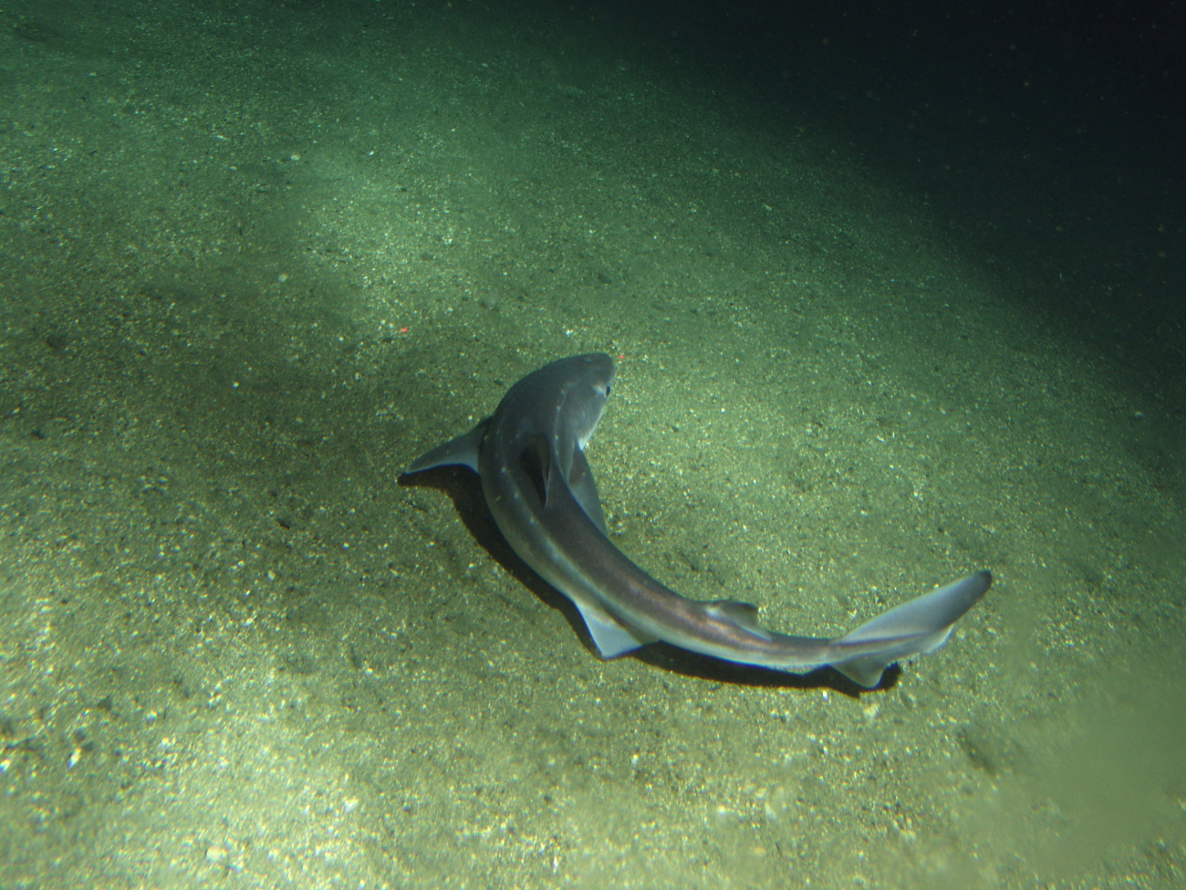 Spiny Dogfish shark (Squalus acanthias) on soft bottom habitatat 302 meters