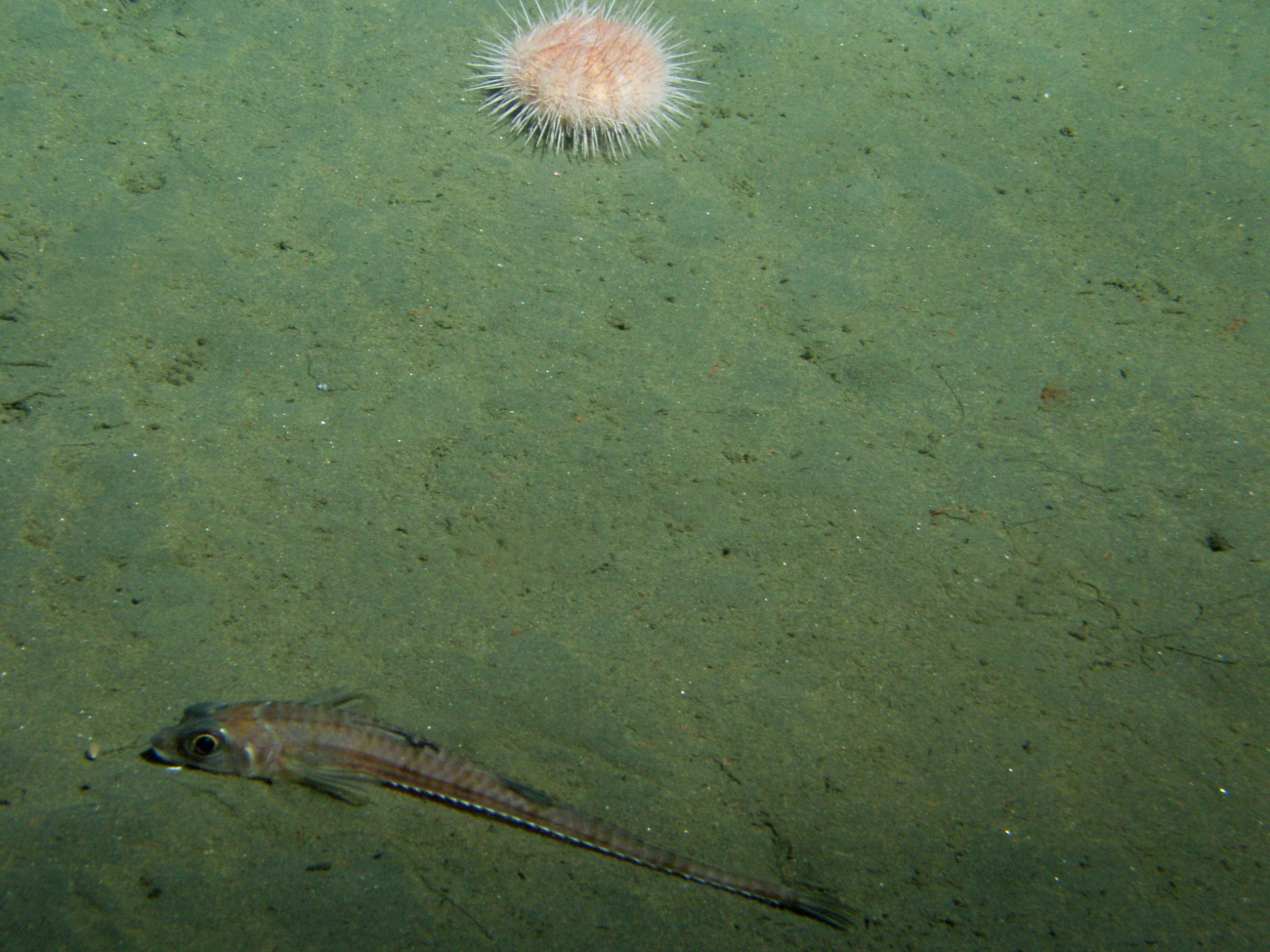 Poacher and urchin on soft sediment of the continental shelfat 150 meters depth