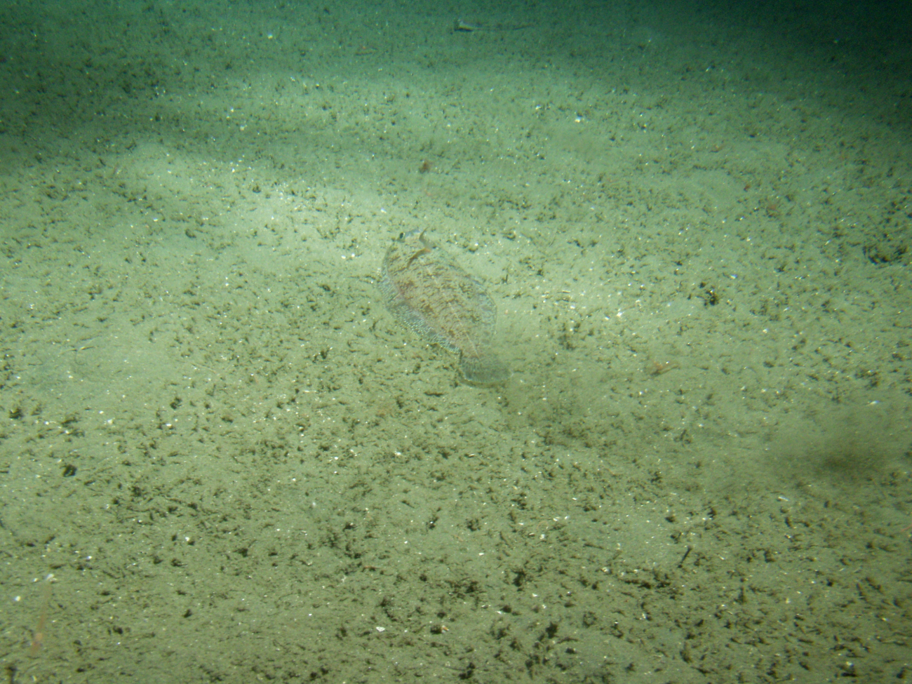 Flatfish on soft sediment of continental shelfat 150 meters depth