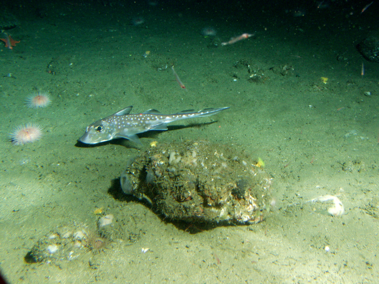 Spotted ratfish (Hydrolagus colliei) in soft bottom habitatat 175 meters depth