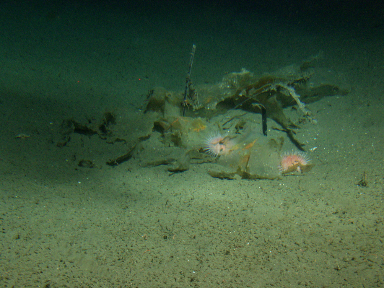 Urchins (Strongylocentrotus franciscanus) feeding on drift algaeat 150 meters depth