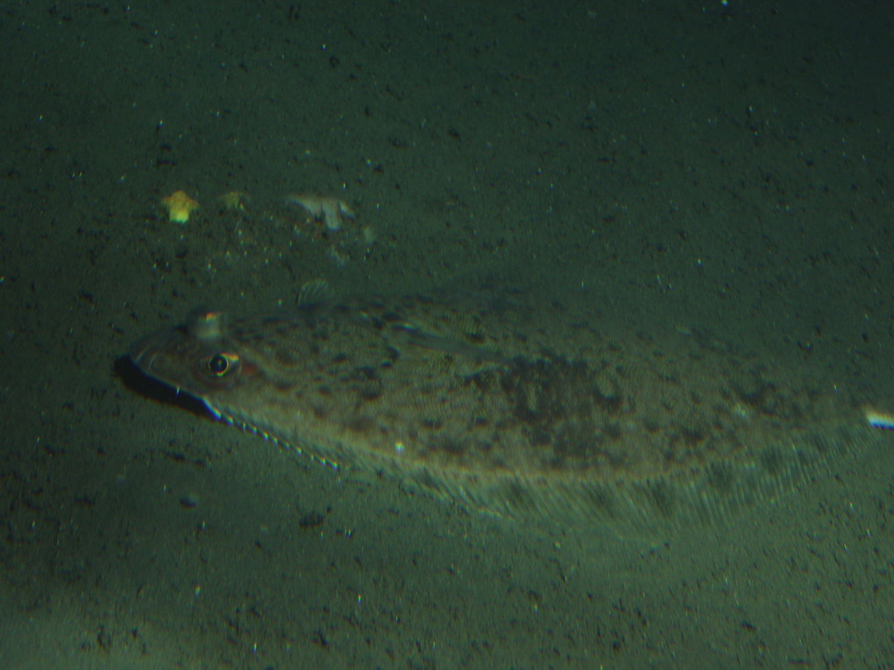 Unidentified flatfish close up in soft bottom habitatat 175 meters depth