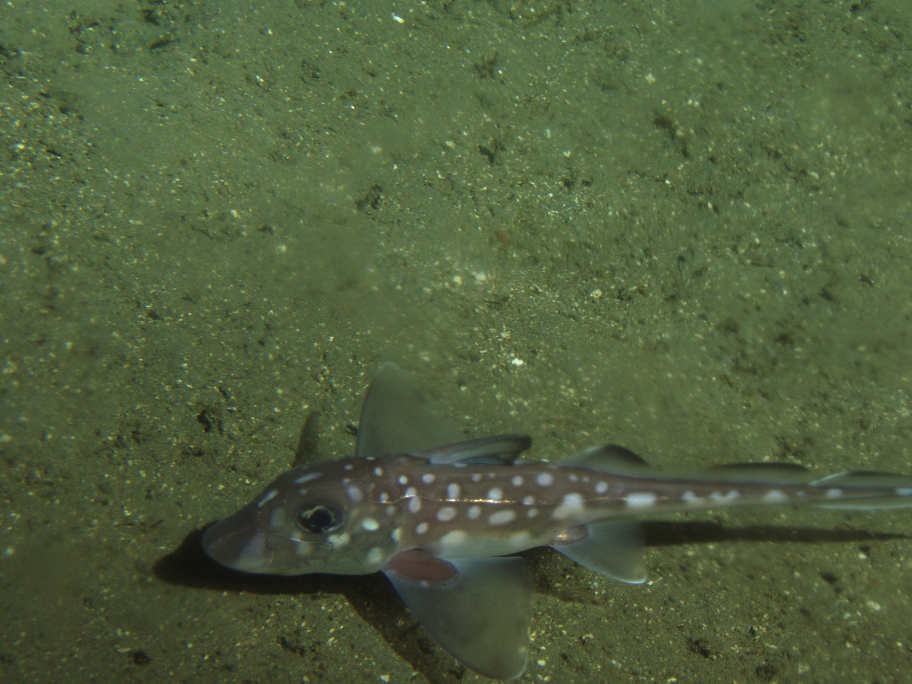 Spotted Ratfish (Hydrolagus colliei) on soft bottom habitat at 180 meters depth