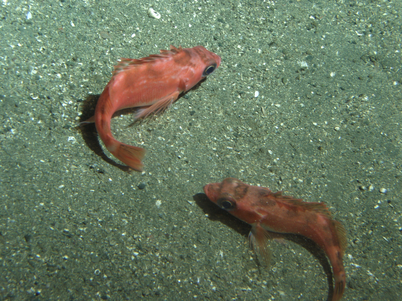 Stripetail rockfish (Sebastes saxicola) on soft bottom habitatat 302 meters