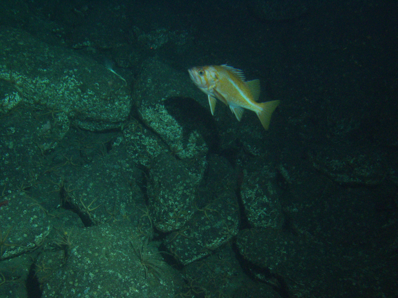 Canary rockfish (Sebastes miniatus) over bolder habitatat 115 meters depth