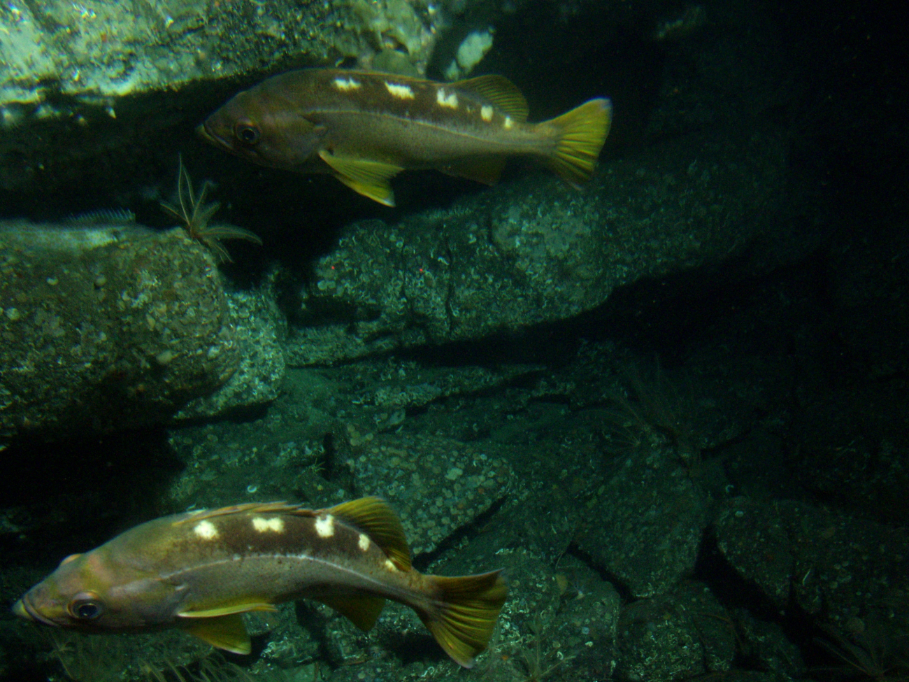 Yellowtail rockfish (Sebastes flavidus) close up on rocky reef habitatat 116 meters depth