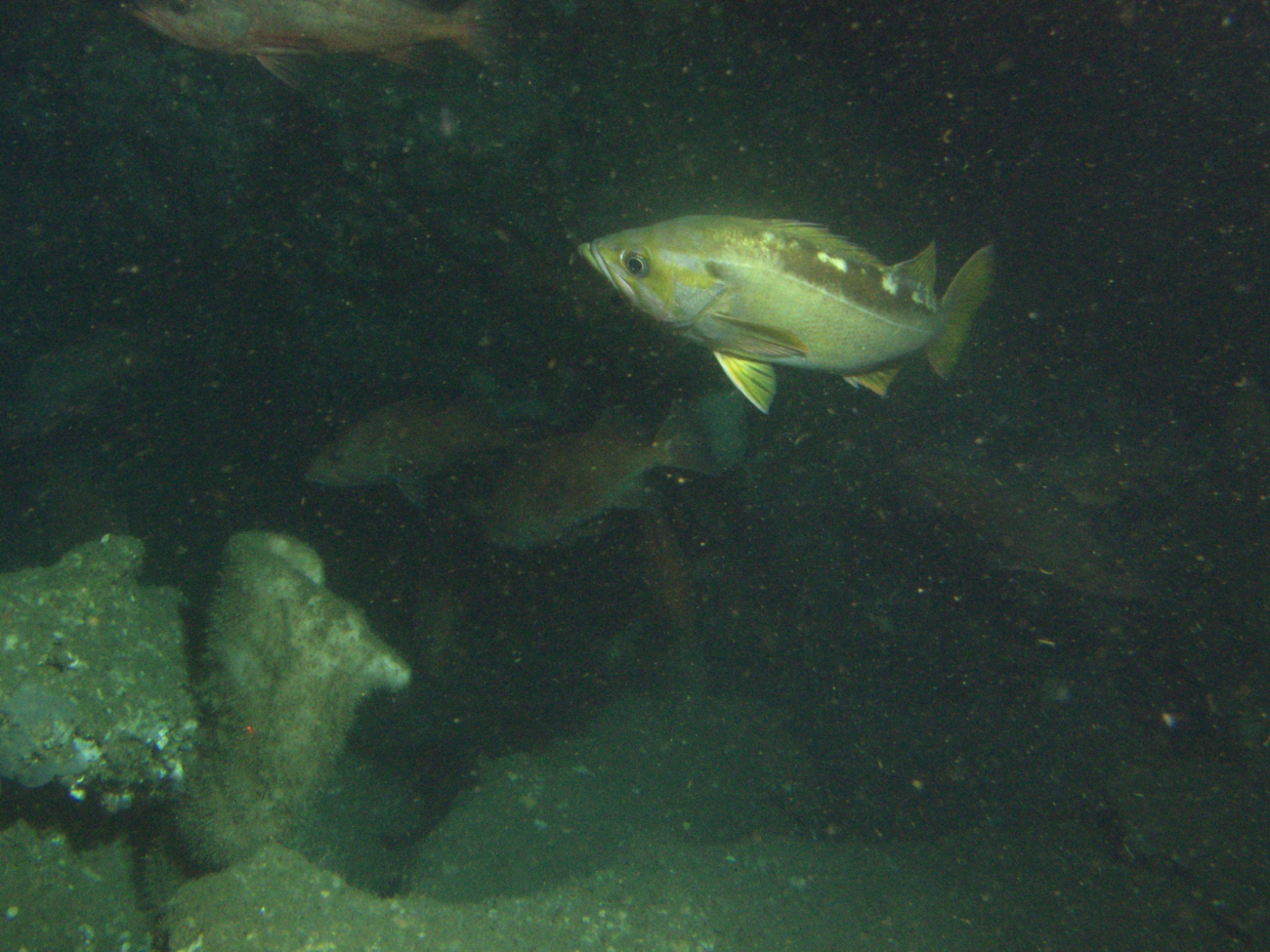Yellowtail Rockfish (Sebastes flavidus) school on sandy boulder habitatat 116 meters depth