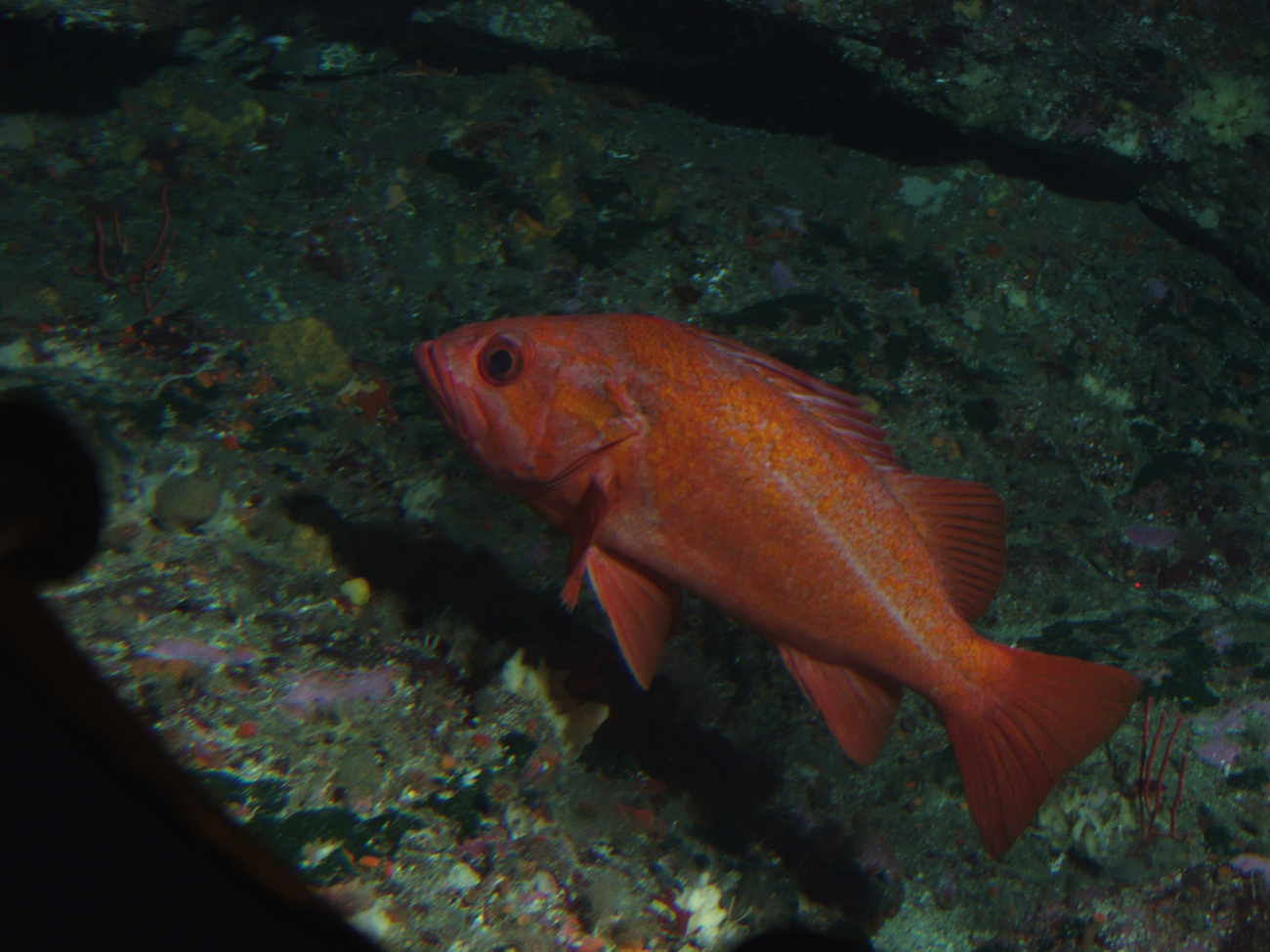 Vermillion Rockfish (Sebastes miniatus) close up with  invertebrateson rock outcropping at 57 meters depth