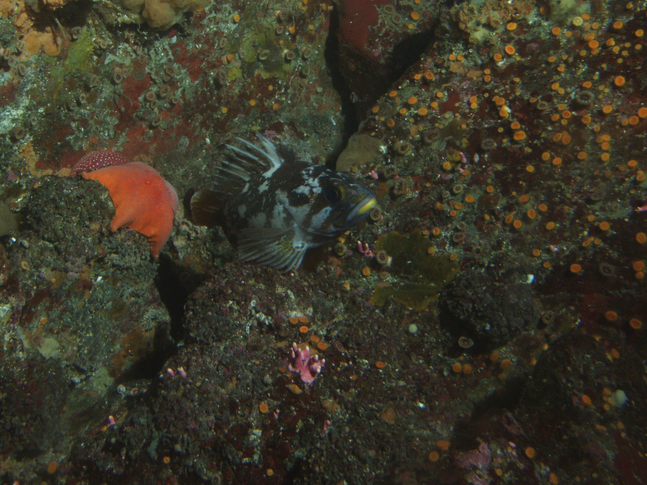 Gopher rockfish (Sebastes carnatus) with other invertebrates in crevice inrocky reef habitat at 25 meters depth