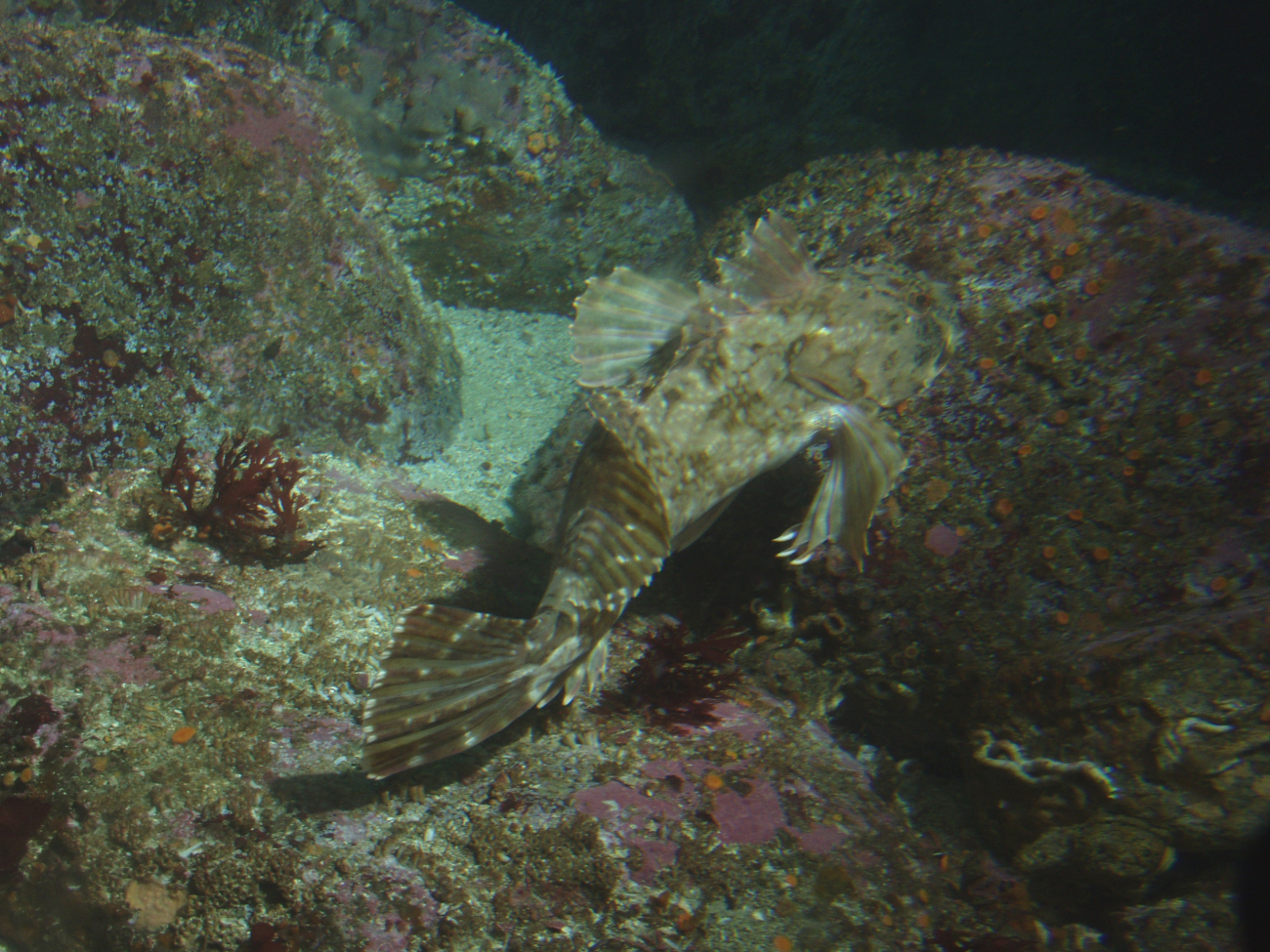 Cabezon (Scorpaenichthys marmoratus)at 25 meters depth