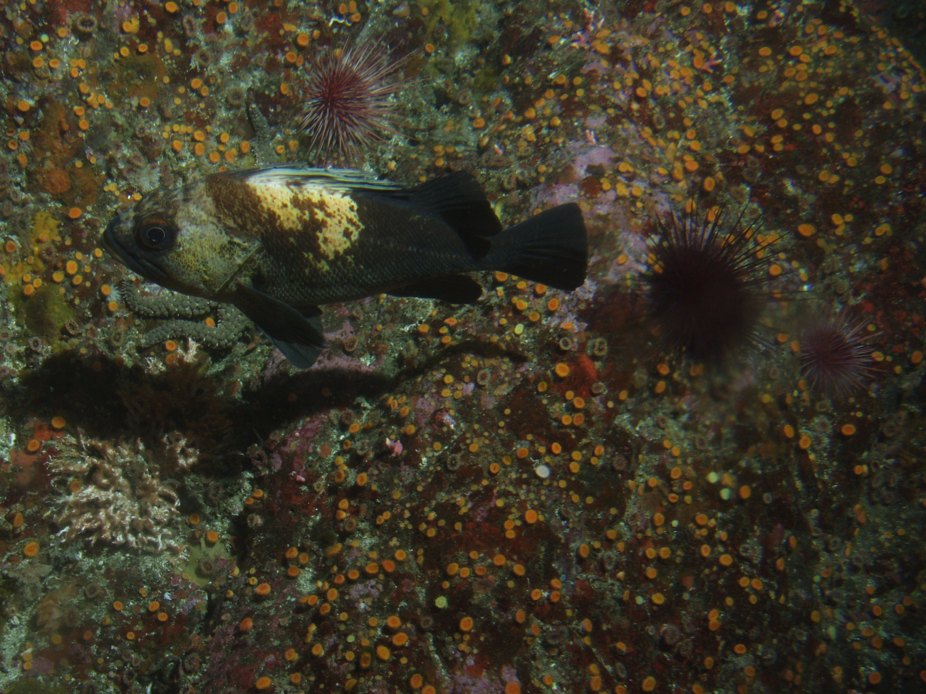 Quillback rockfish (Sebastes maliger)at 25 meters depth