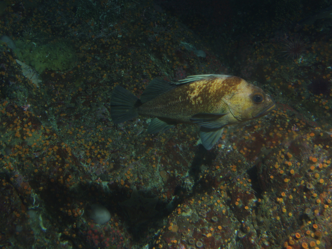 Quillback rockfish (Sebastes maliger) in rocky reef habitat up closeat 25 meters depth